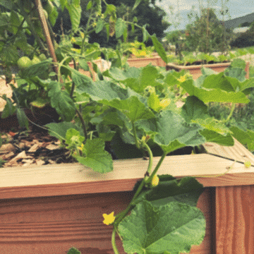Le potager au carré du Campus Skipper